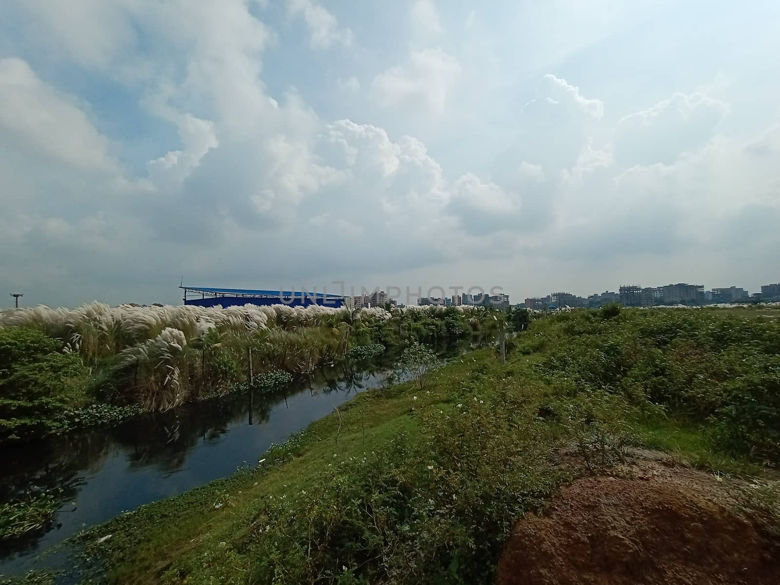 lake and green view with sky and catkin flower