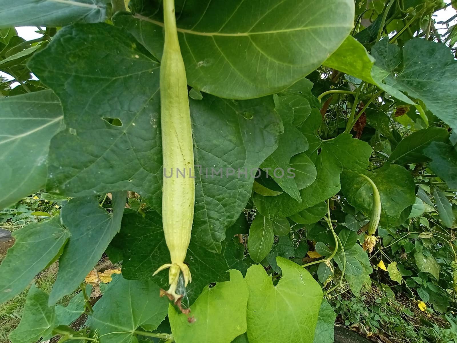 Fresh and Healthy Zucchini Closeup on farm