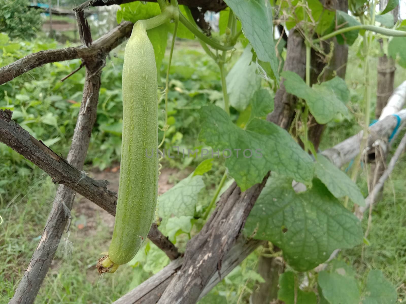 Fresh and Healthy Zucchini Closeup on farm