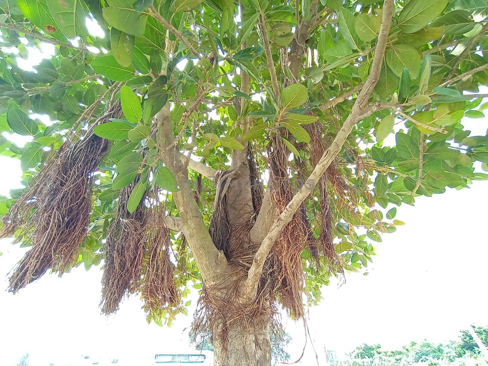 green colored tree closeup on garden