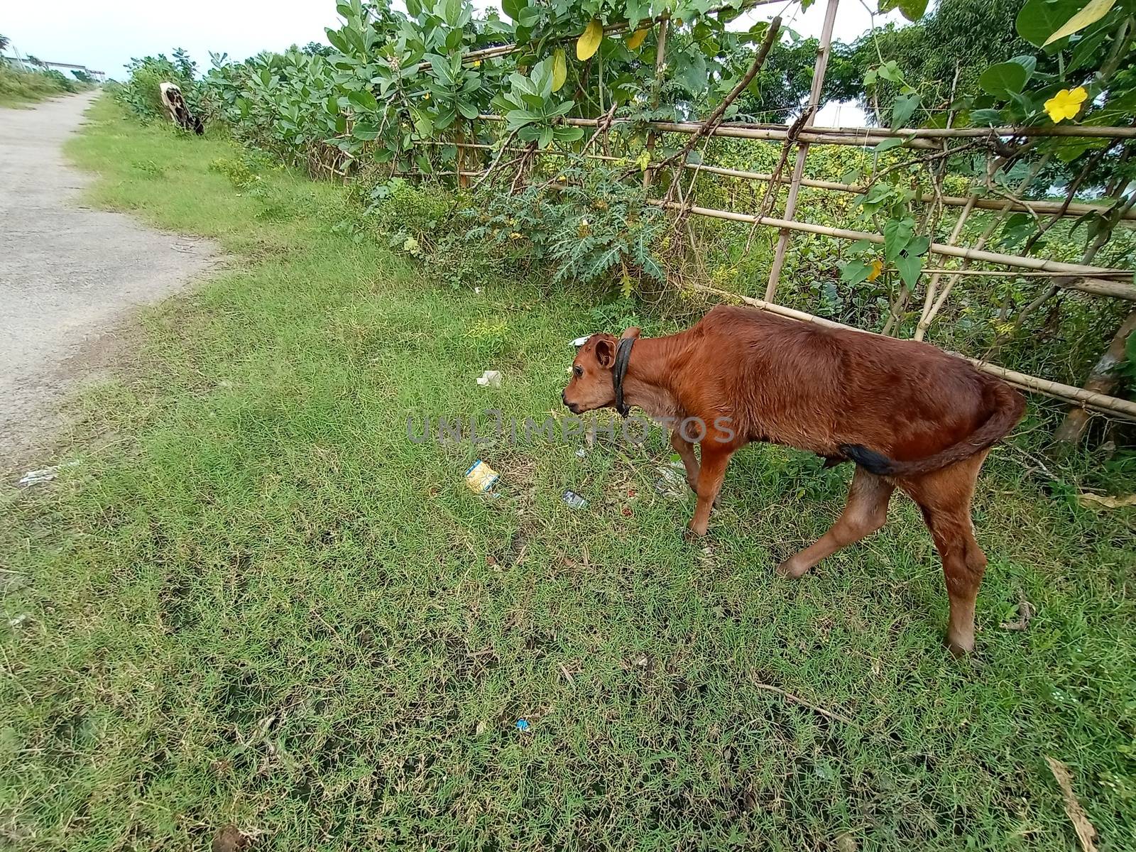 brown colored cow on green grass with nature