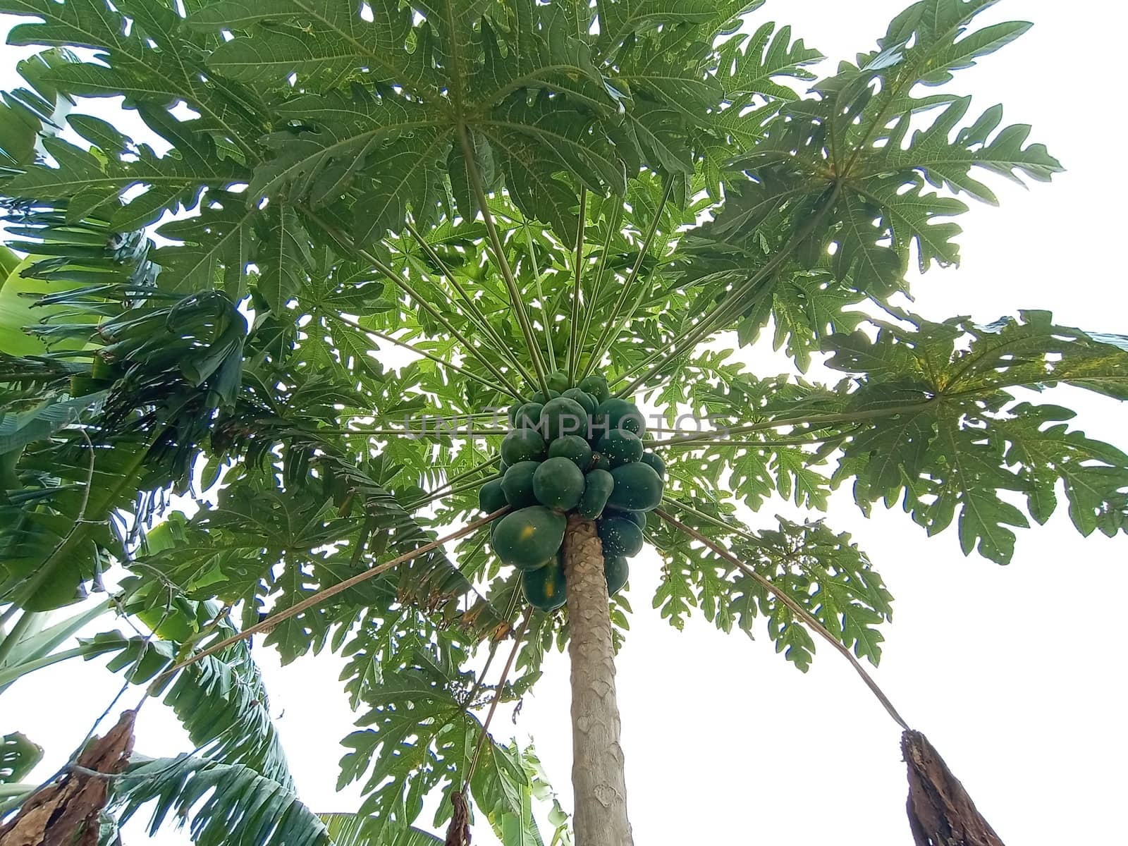 raw papaya on tree on garden