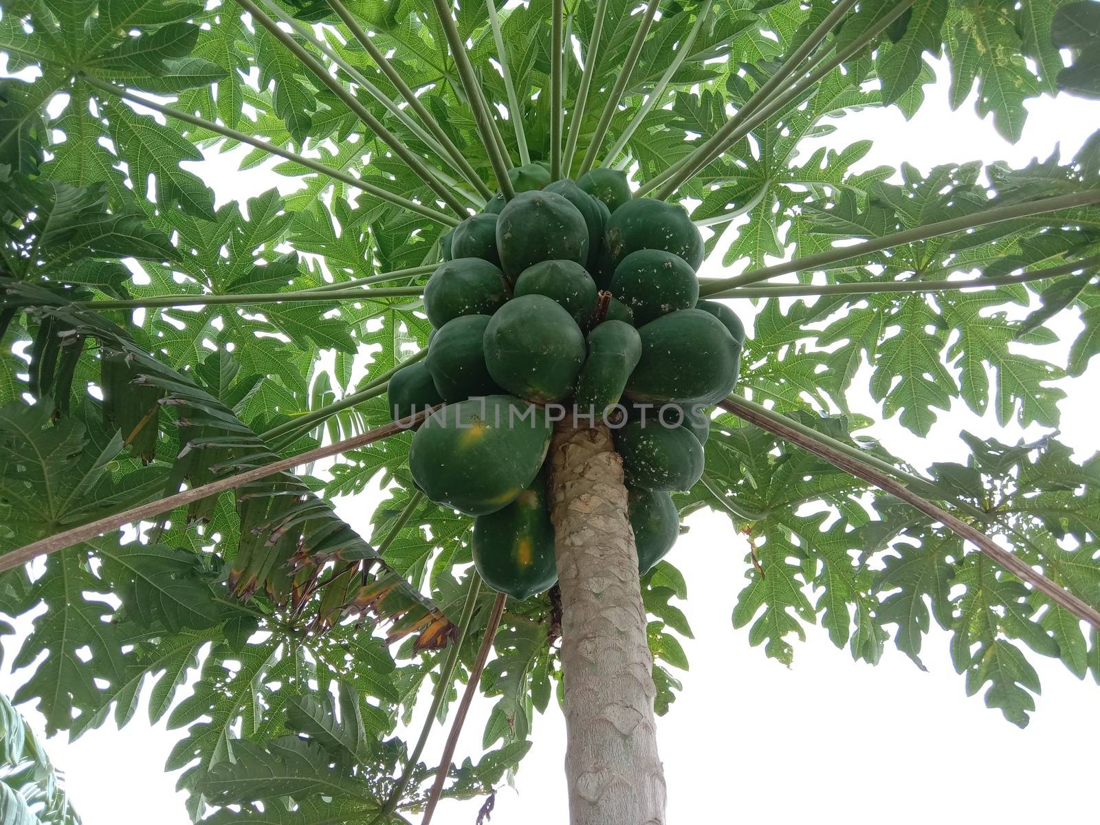 raw papaya on tree on garden