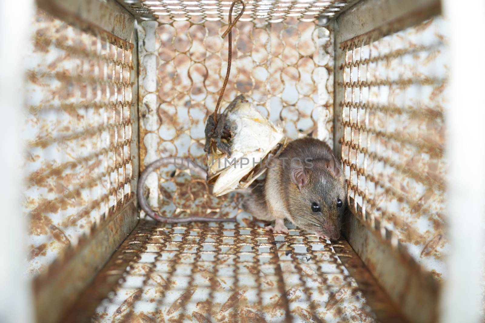 Close-up of a rat trapped in a mousetrap cage, Rodent control cage in house.