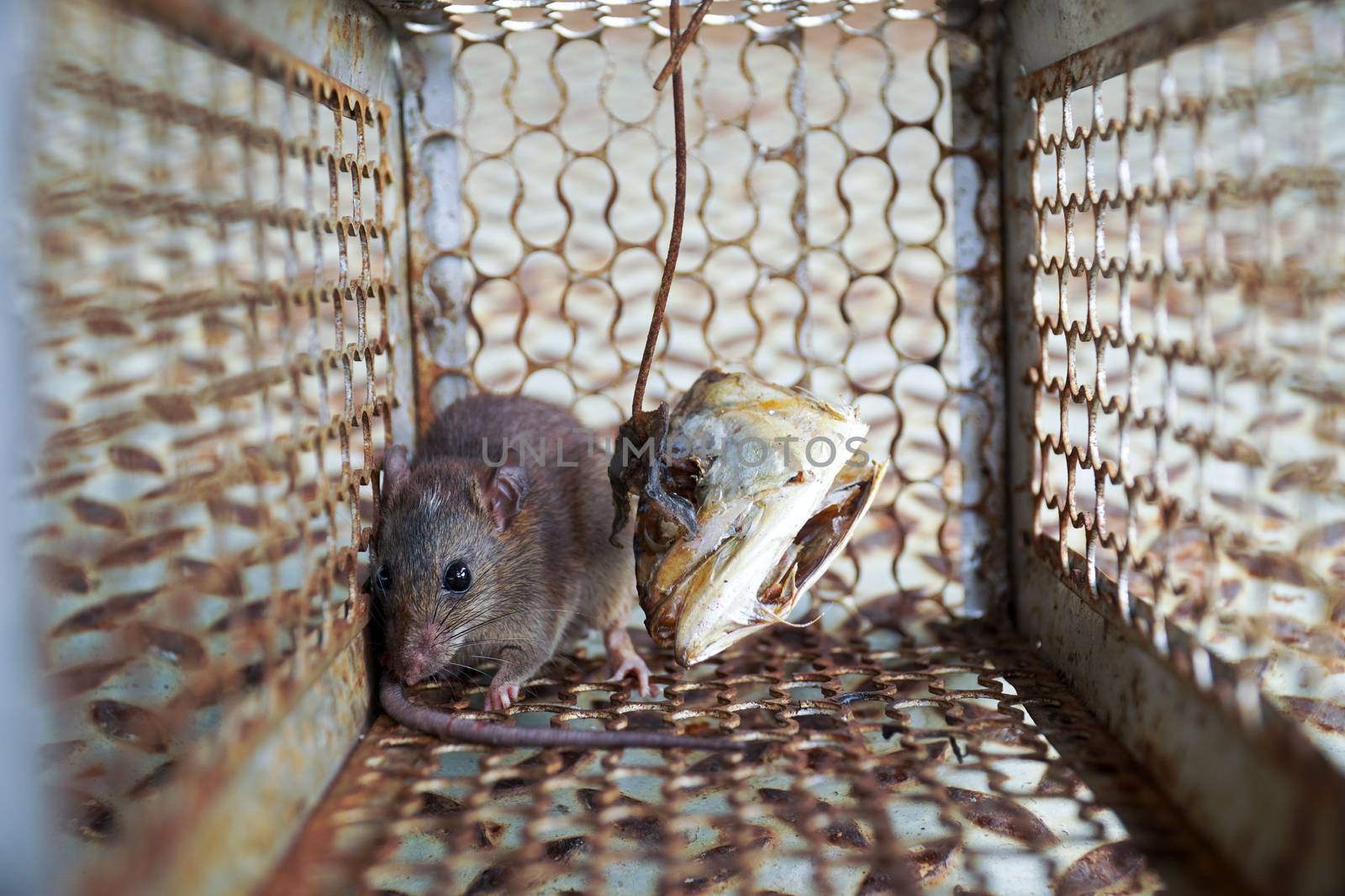 Close-up of a rat trapped in a mousetrap cage, Rodent control cage in house.