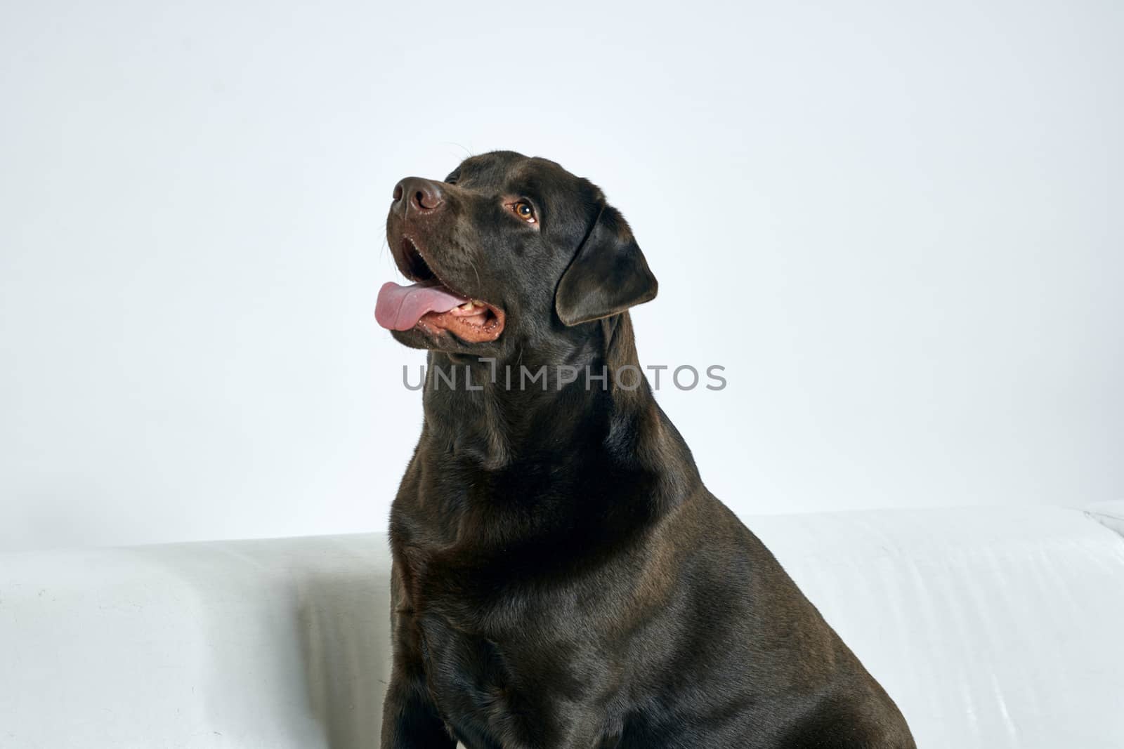 Purebred dog with black hair on a light background portrait, close-up, cropped view. High quality photo