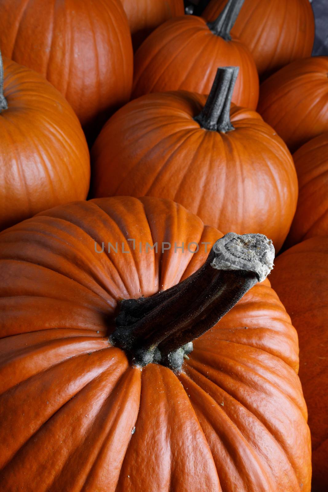 Many pumpkins background, autumn market, fall holidays Thanksgiving Halloween