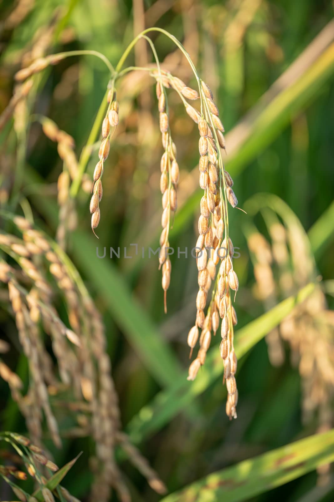 Close up of golden ear of rice getting ripe on paddy rice field,North Italy.