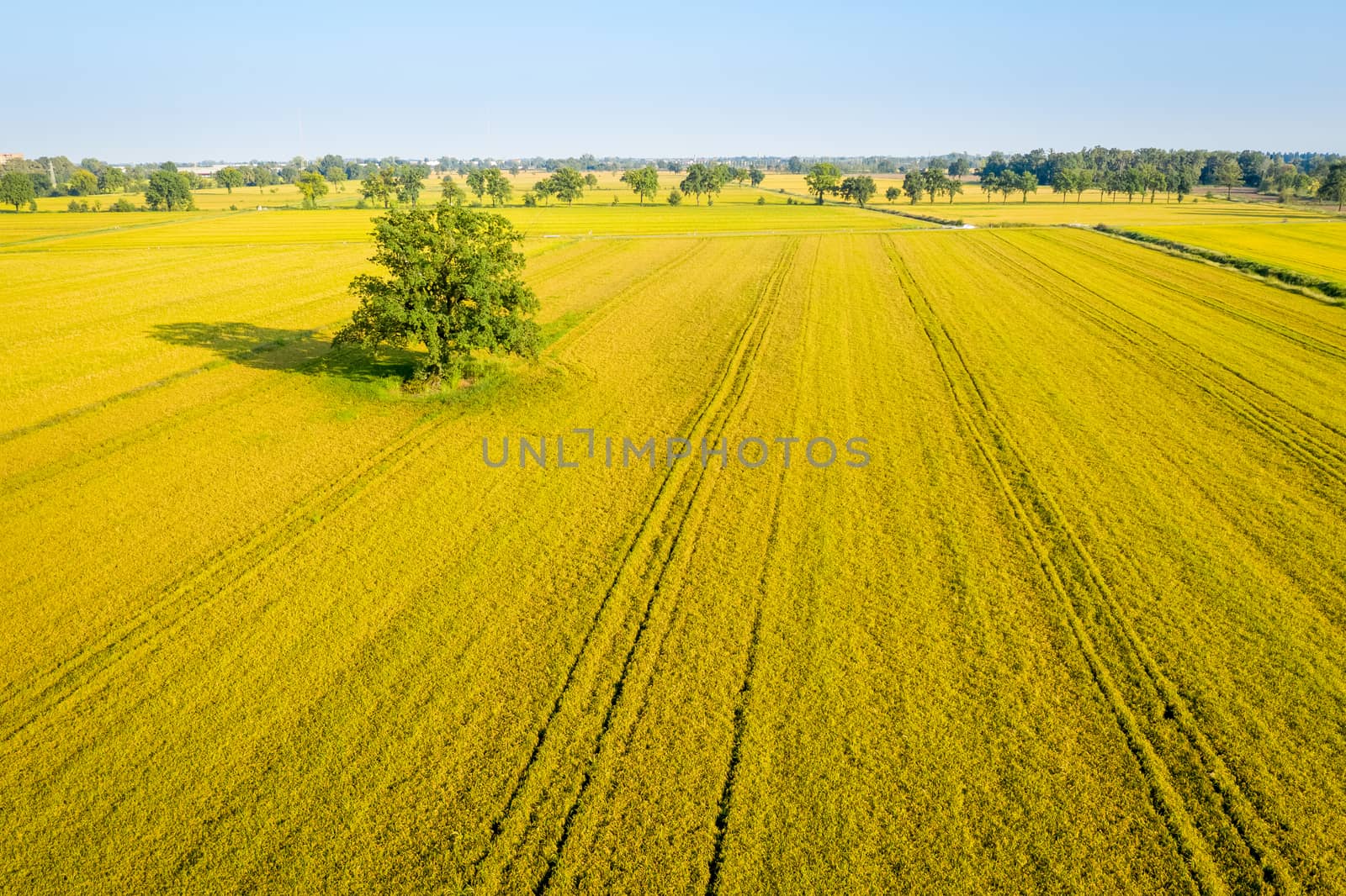 Awesome drone view of rice fields by Robertobinetti70