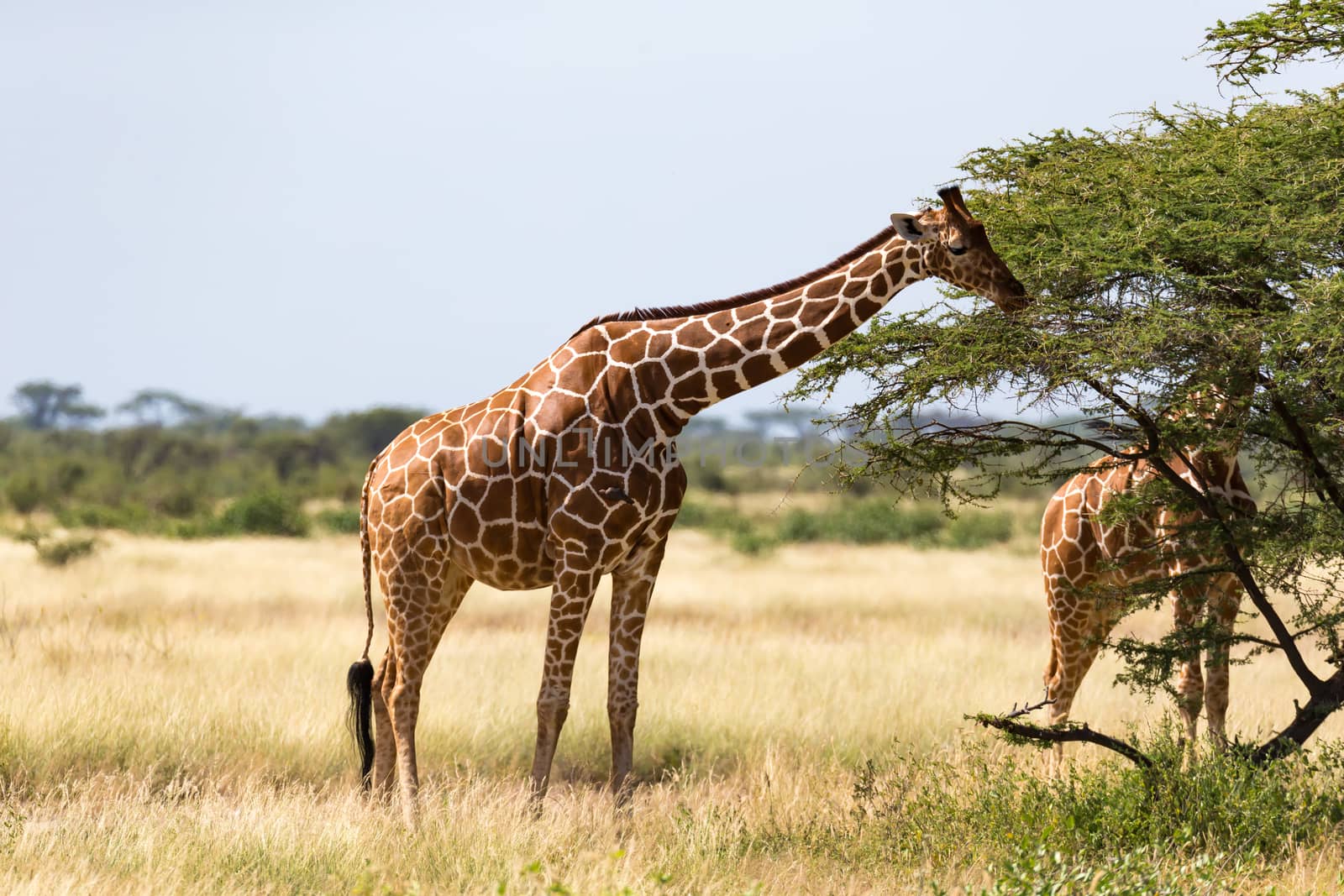 The giraffe group eats the leaves of the acacia trees