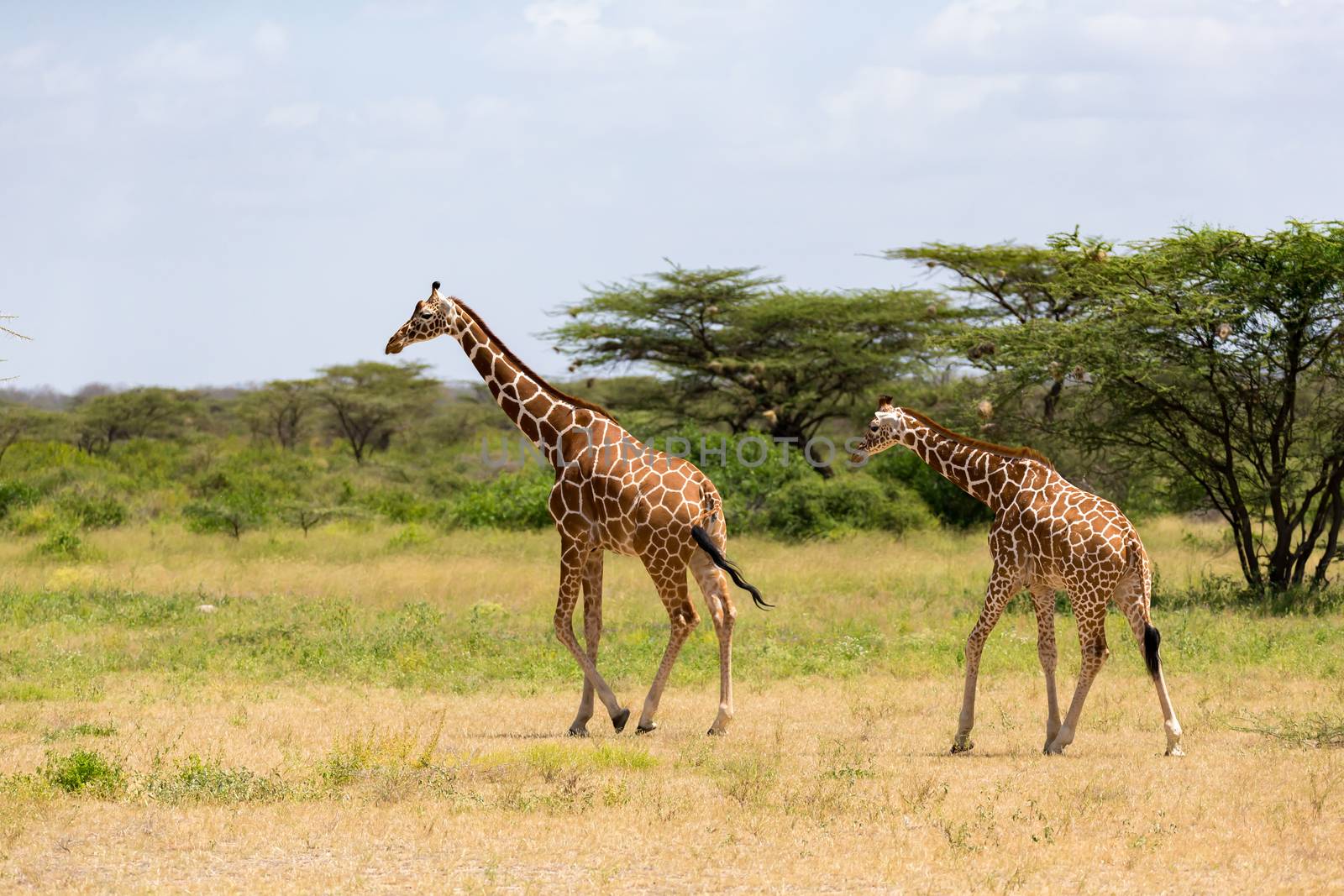 A several giraffes are walking through the grassland