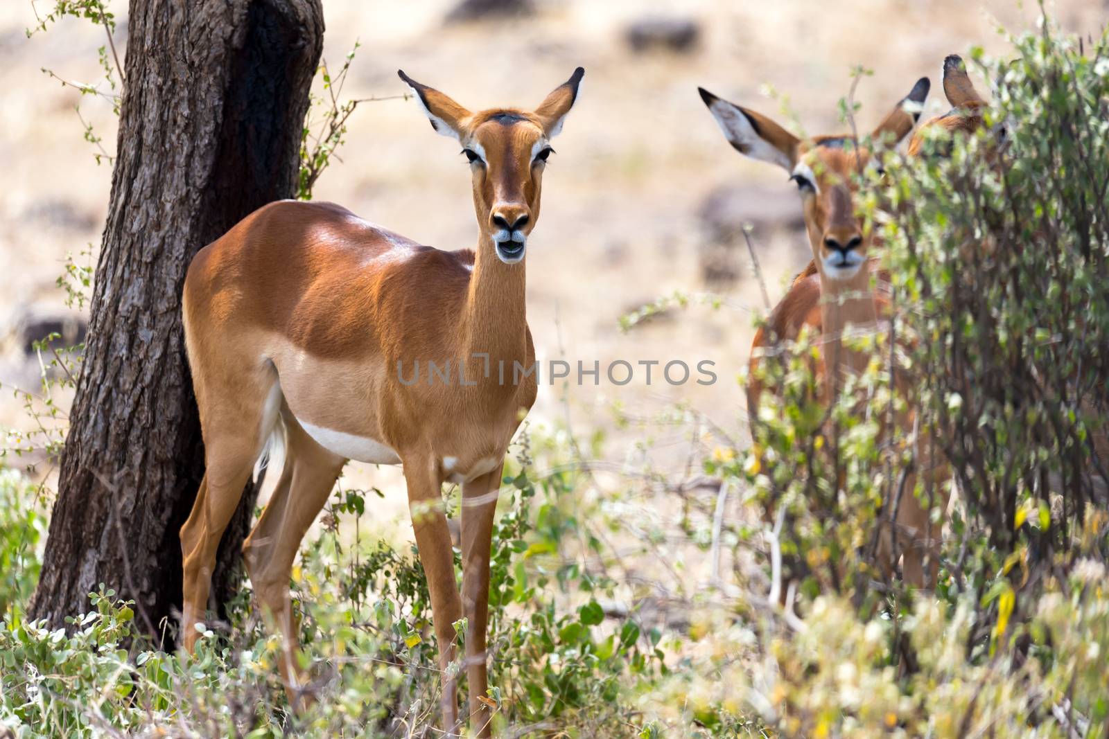 The Impala gazelles grazed in the savannah of Kenya