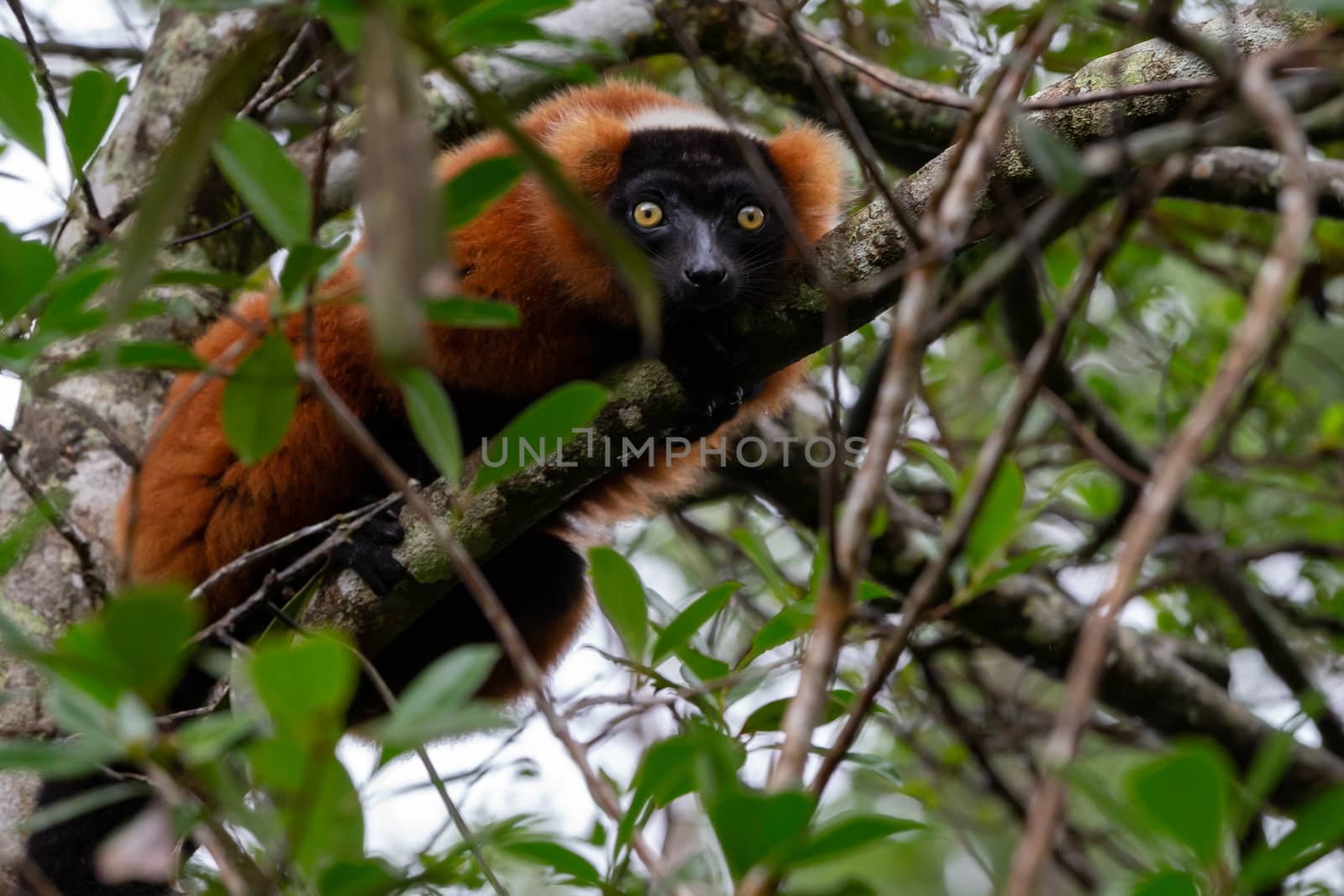 One red Vari Lemur sits on a branch of a tree