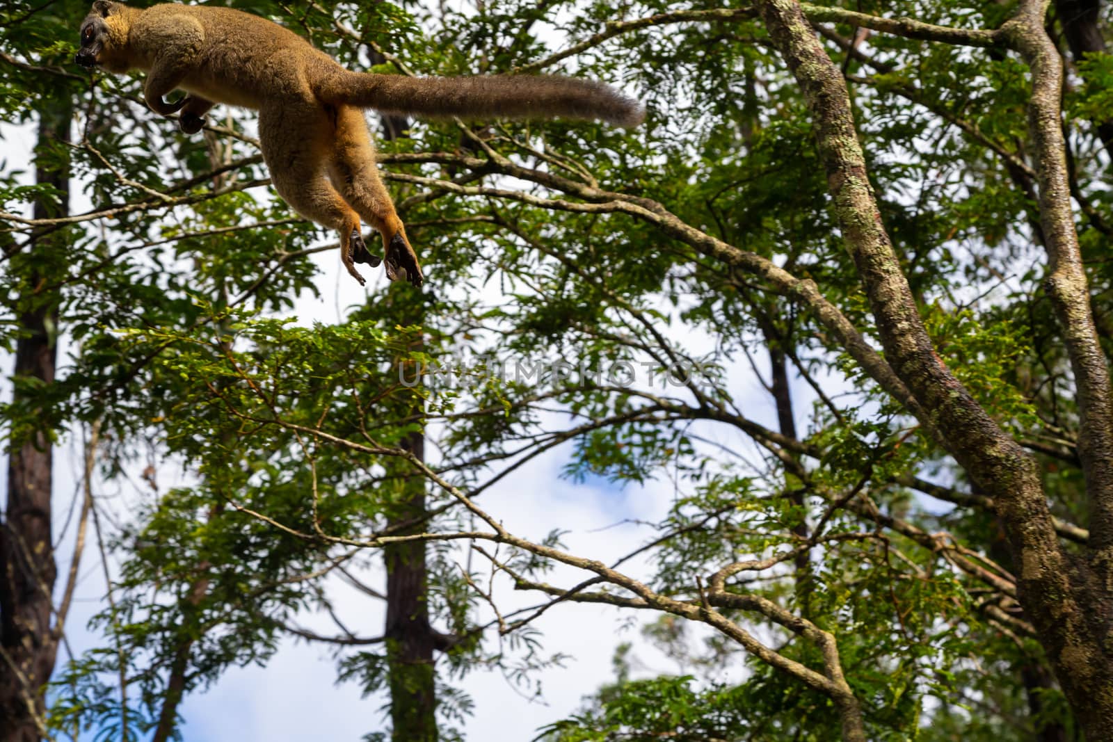 The Lemurs in a rain forest on the trees, hopping from tree to tree