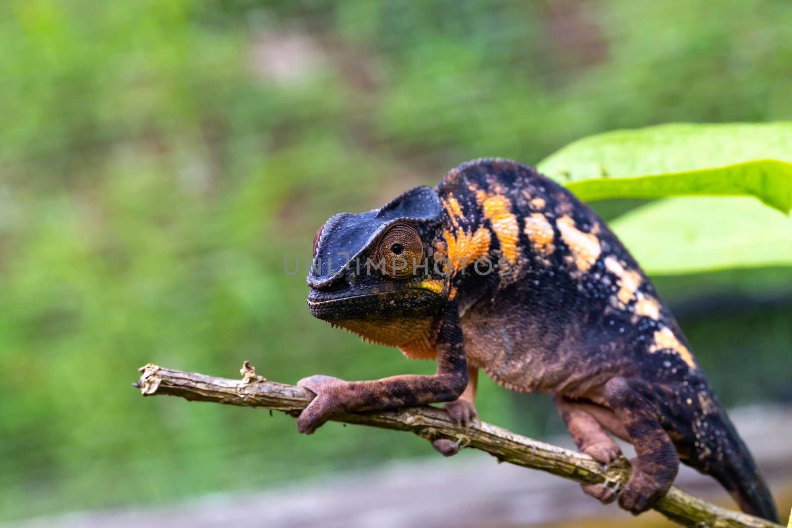 One chameleon in close-up in a national park on Madagascar