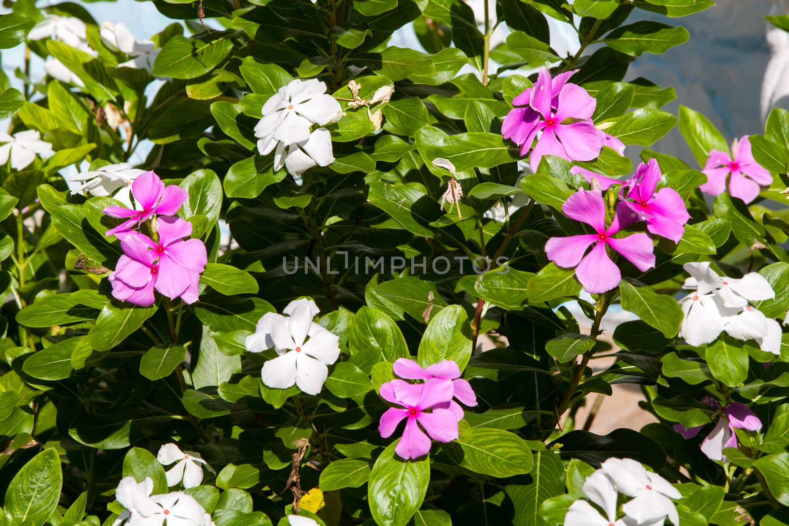 Beautiful exotic lilac and white flowers on a bush with green leaves