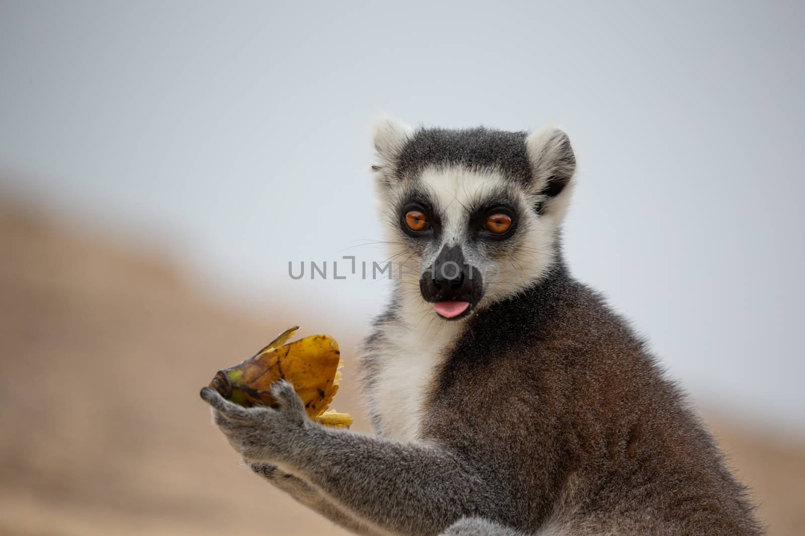 A funny ring-tailed lemurs in their natural environment
