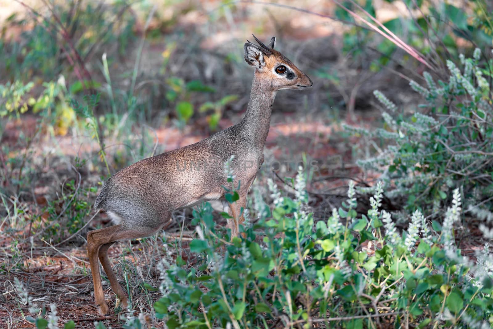 An antelope in the middle of the savannah of Kenya