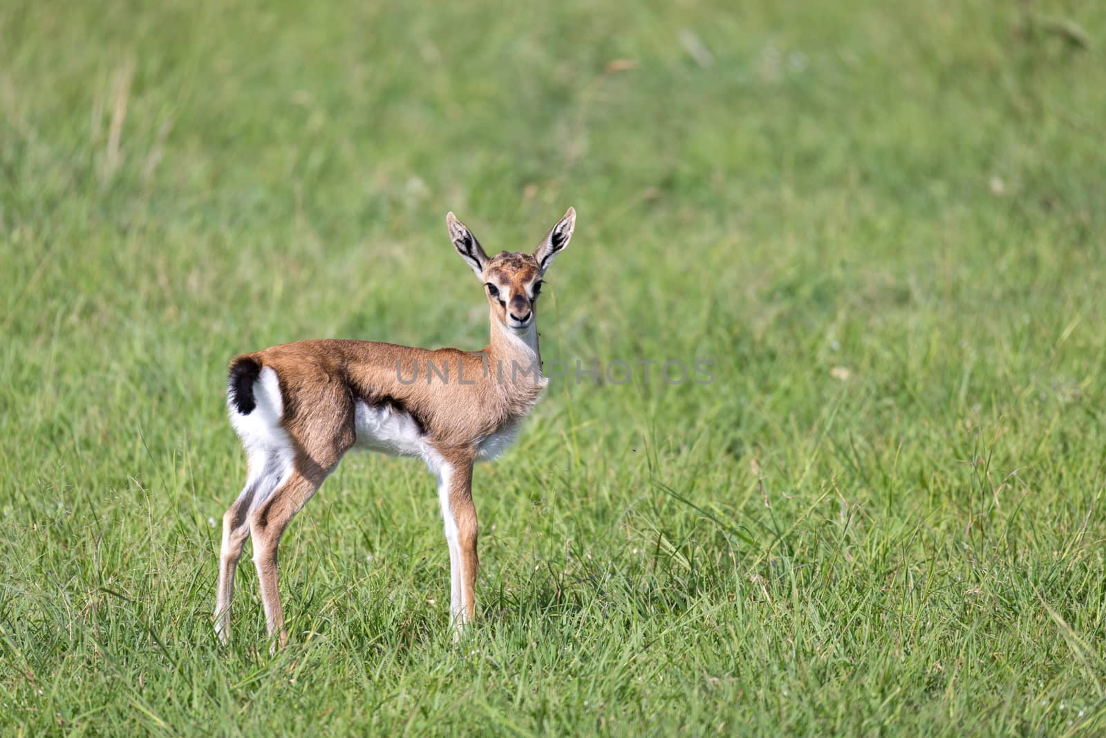 One very young Thomson Gazelle in the Kenyan grass landscape