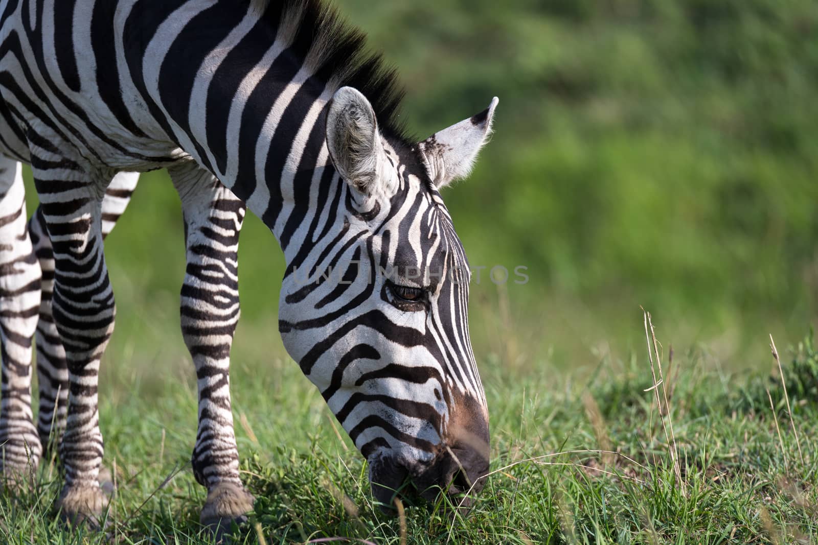 The closeup of a zebra in a national park