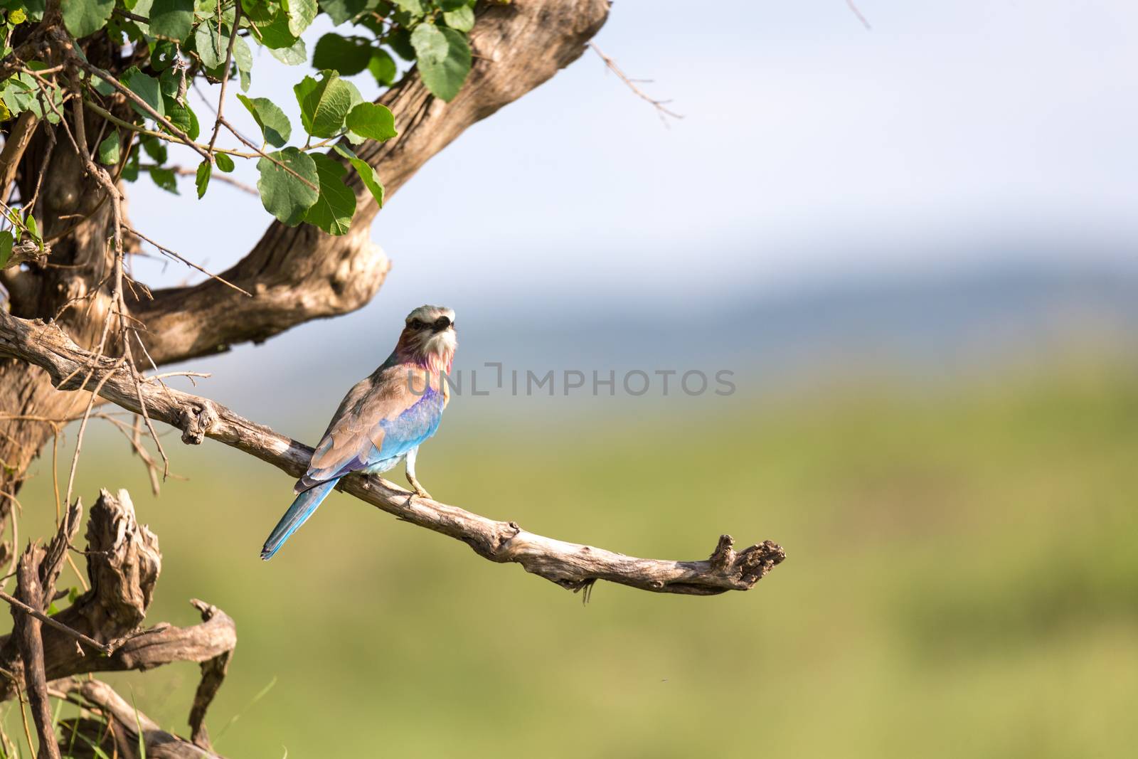 One lilac breast roll sits on a tree branch
