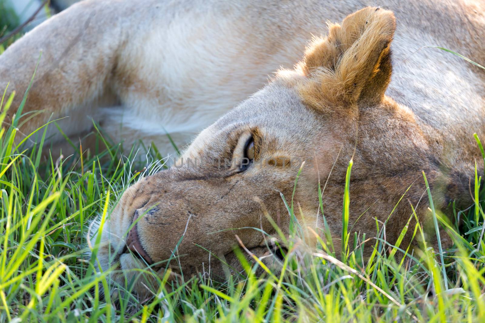 The closeup of a lioness trying to rest in the grass