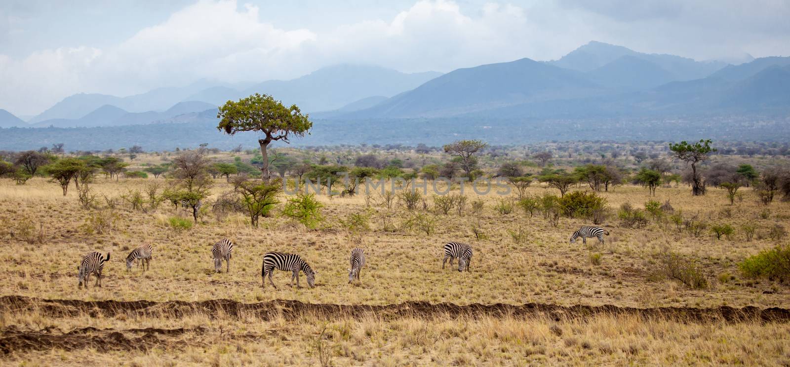 Landscape in Kenya, with animals, trees and hills