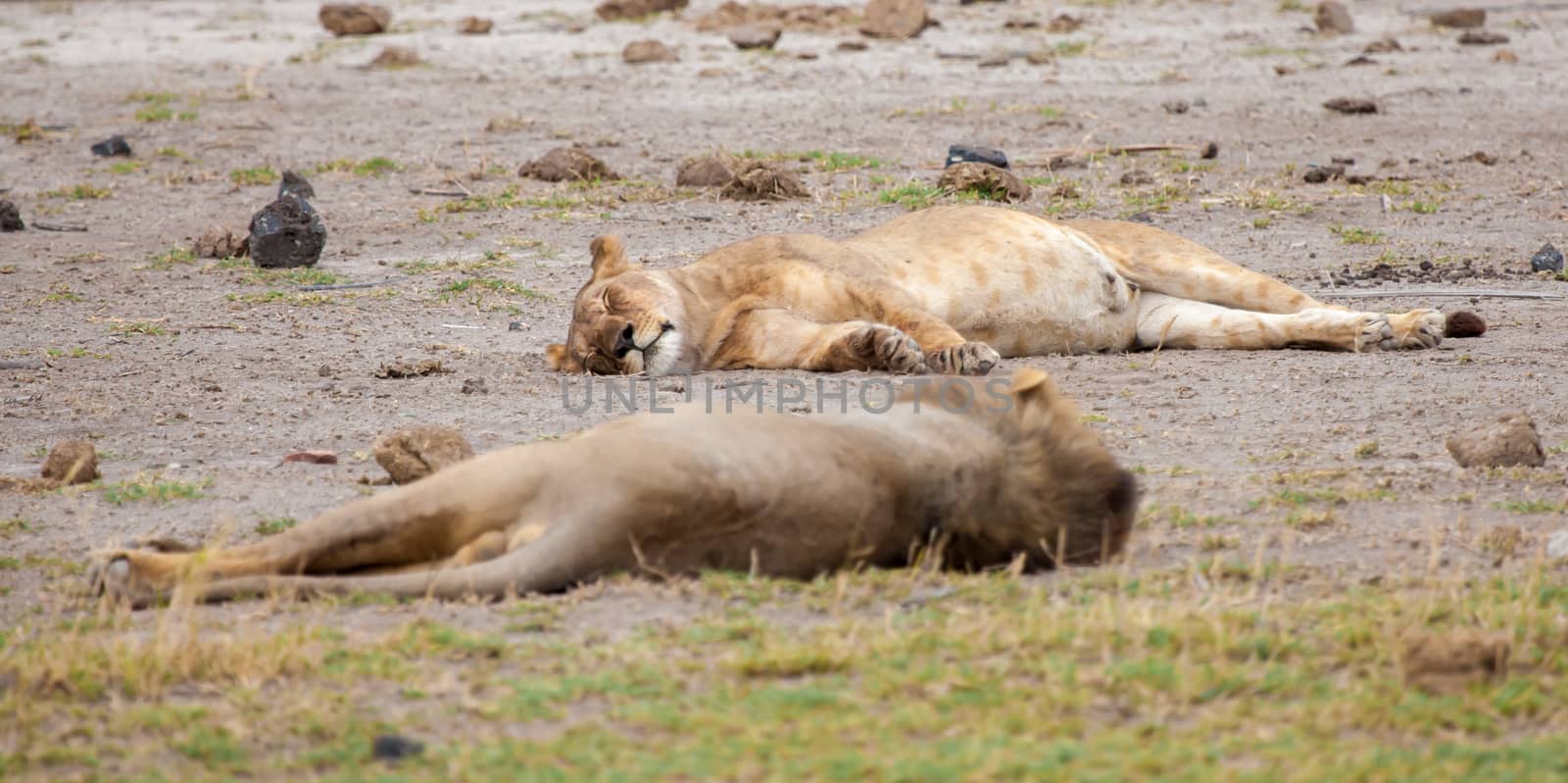 a couple of lions are sleeping, on safari in Kenya