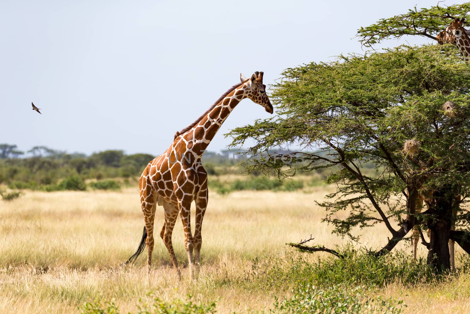 Giraffes in the savannah with many trees and bushes in the background