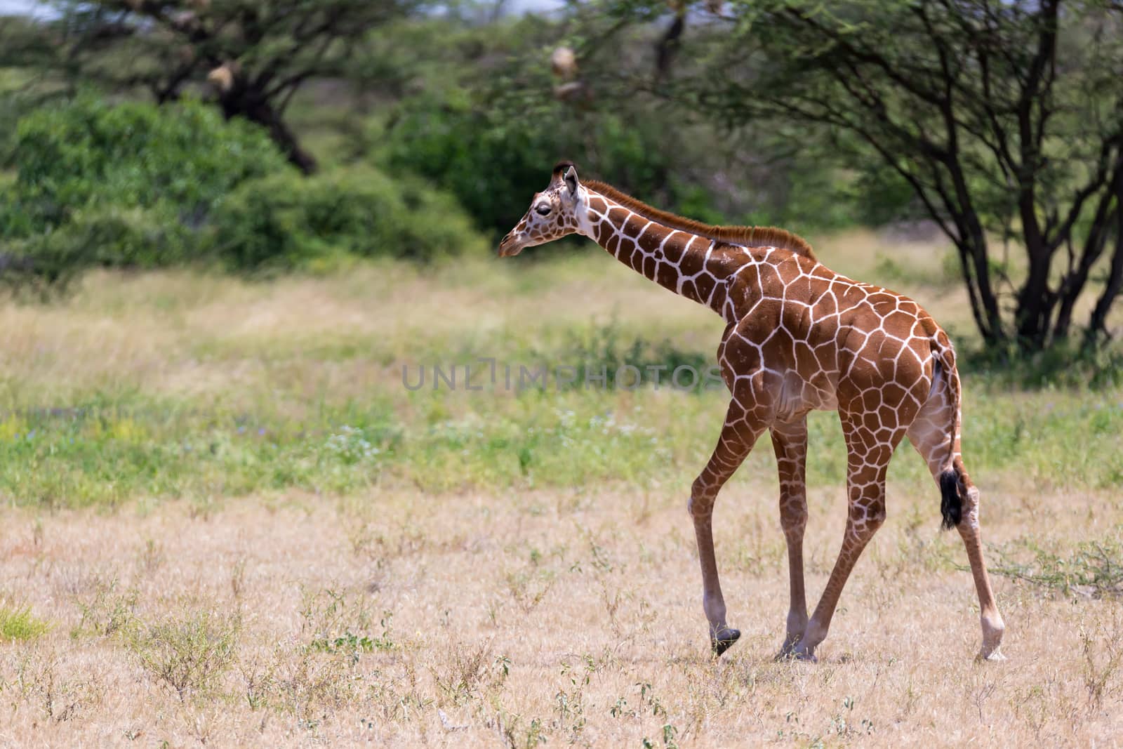 One giraffe walk through the savannah between the plants