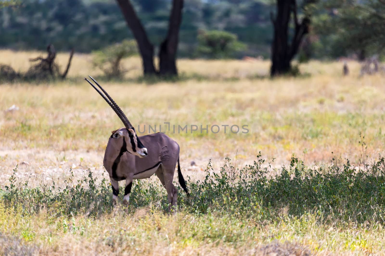 The Oryx family stands in the pasture surrounded by green grass and shrubs