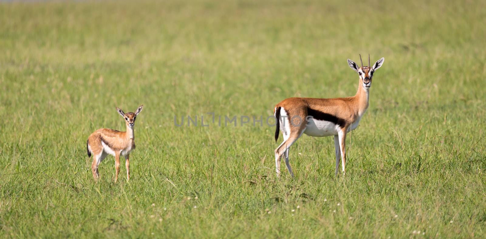 The family of Thomson gazelles in the savannah of Kenya