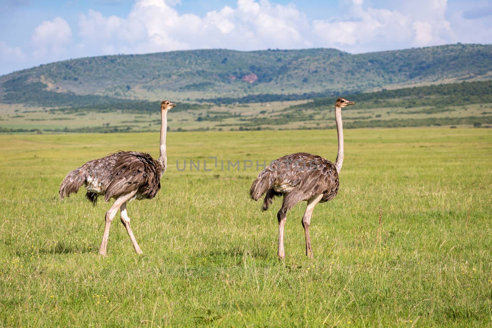 The Ostrich birds are grazing on the meadow in the countryside of Kenya
