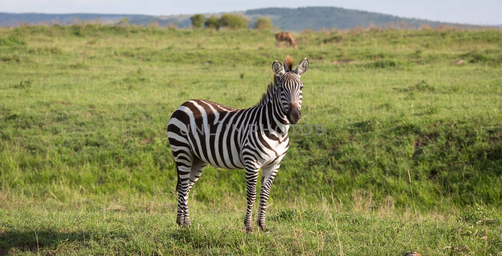 One zebra in the green landscape of a national park in Kenya