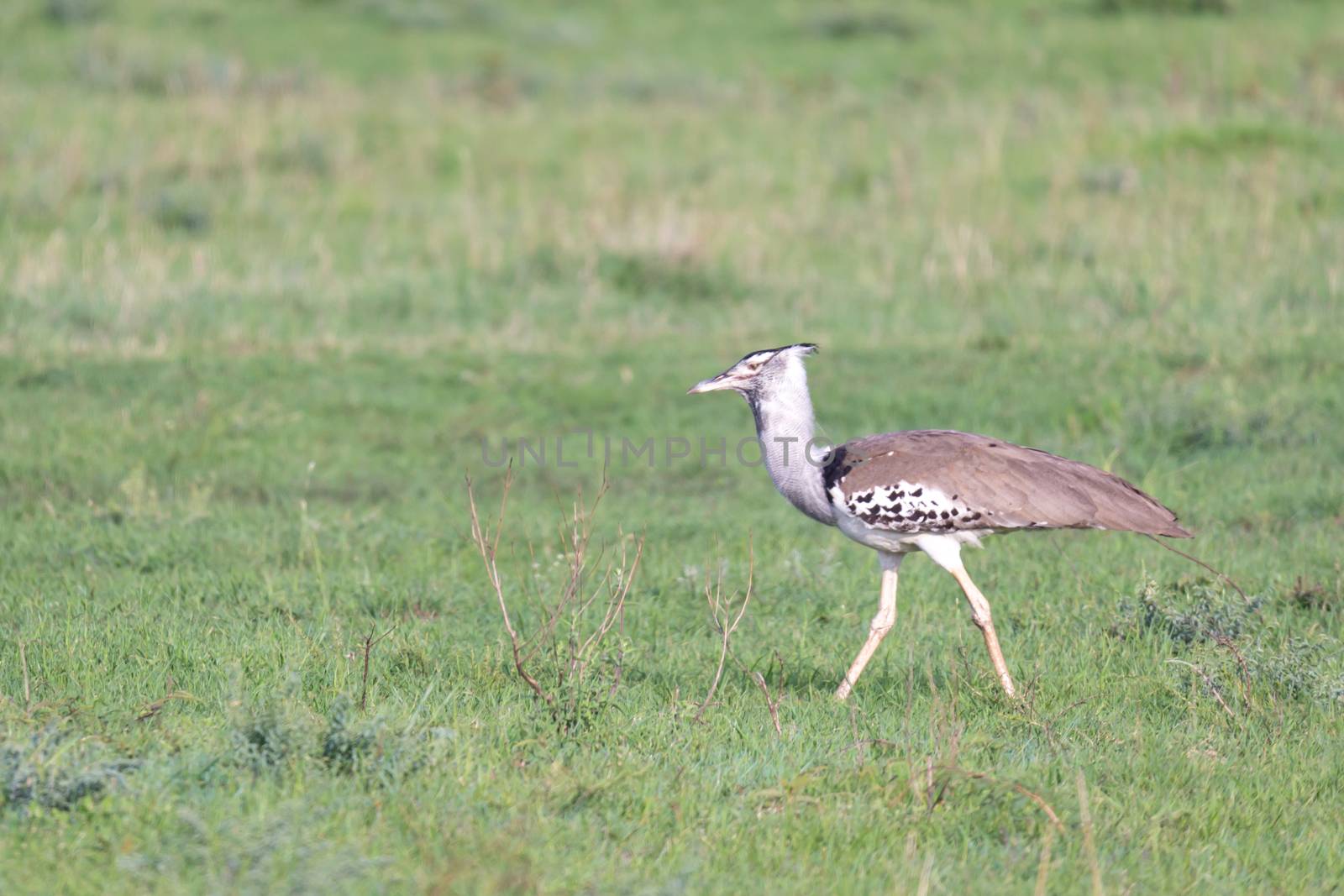 A Native Kenyan birds in their natural environment