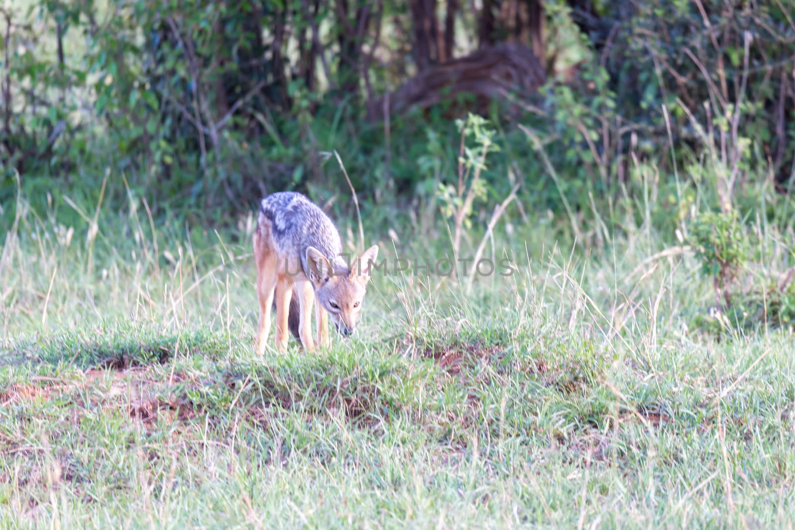 One little jackal stands between blades of grass