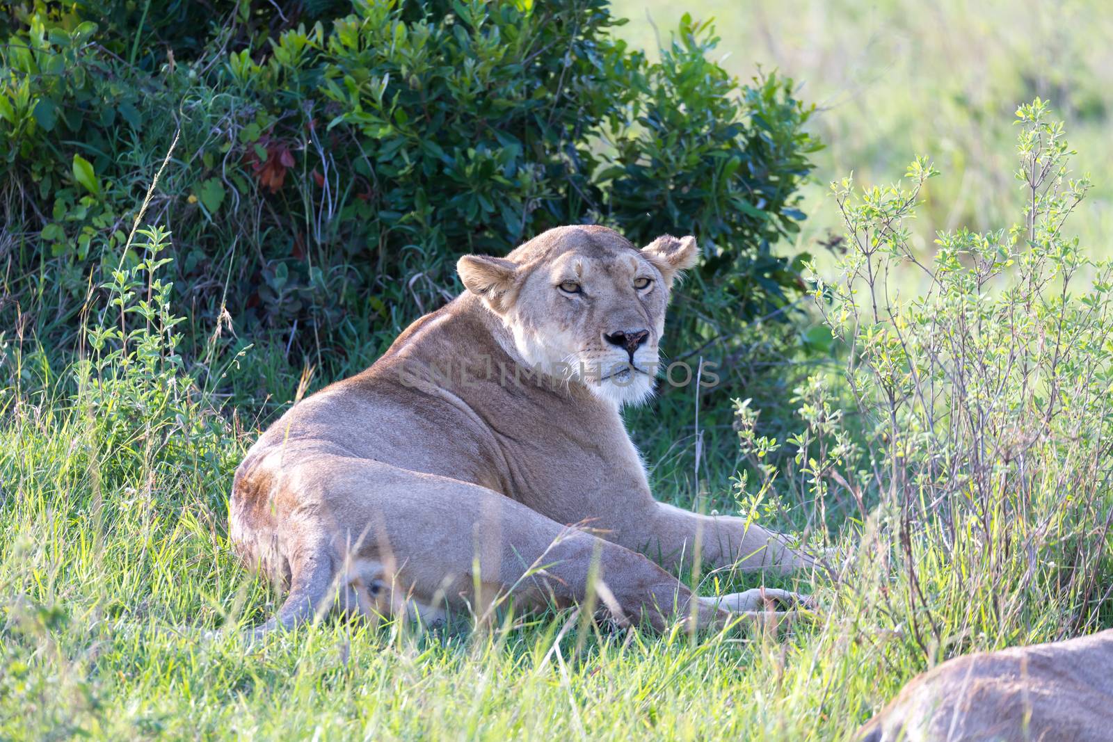 One lioness has made herself comfortable in the grass and is resting