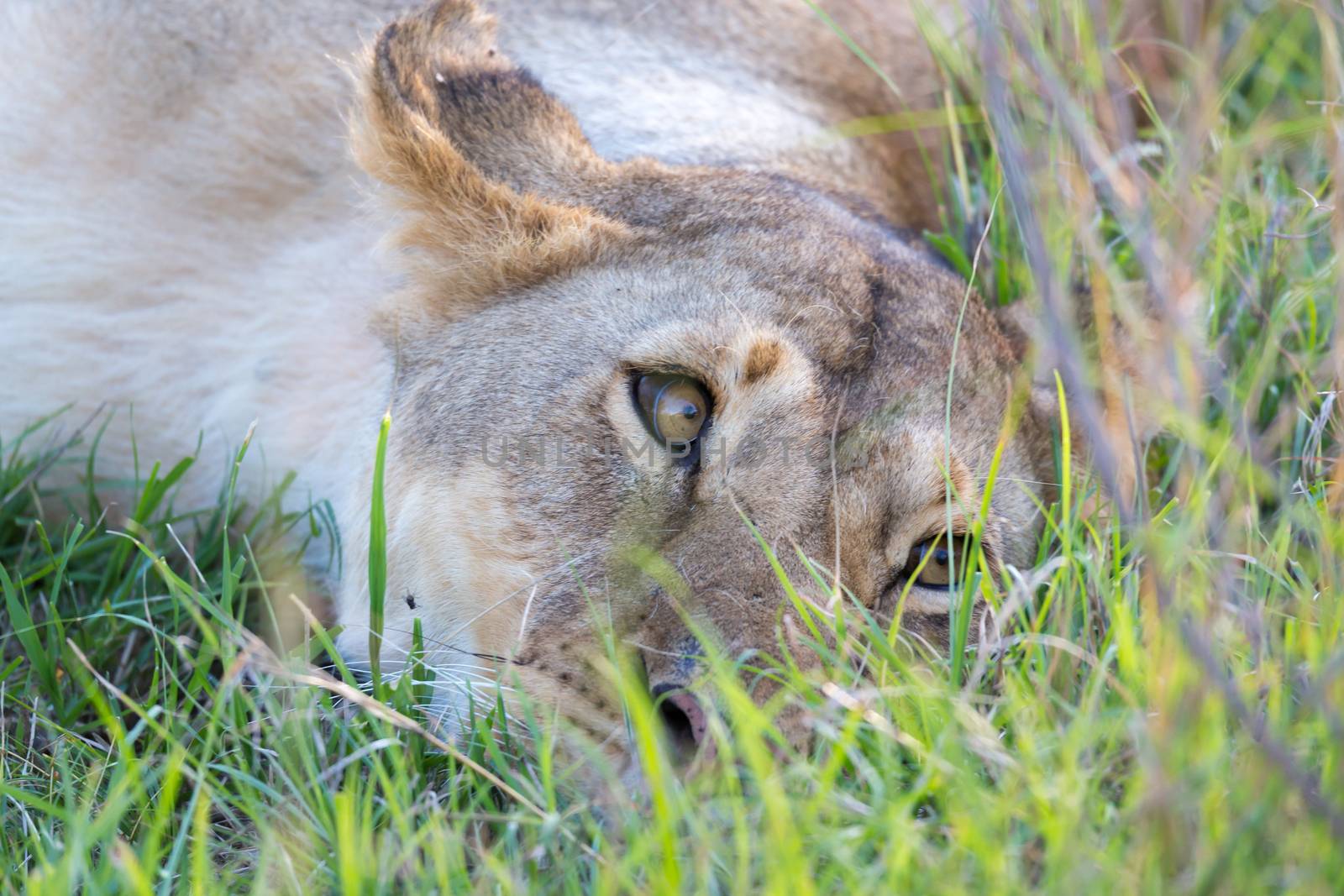 The closeup of a lioness trying to rest in the grass