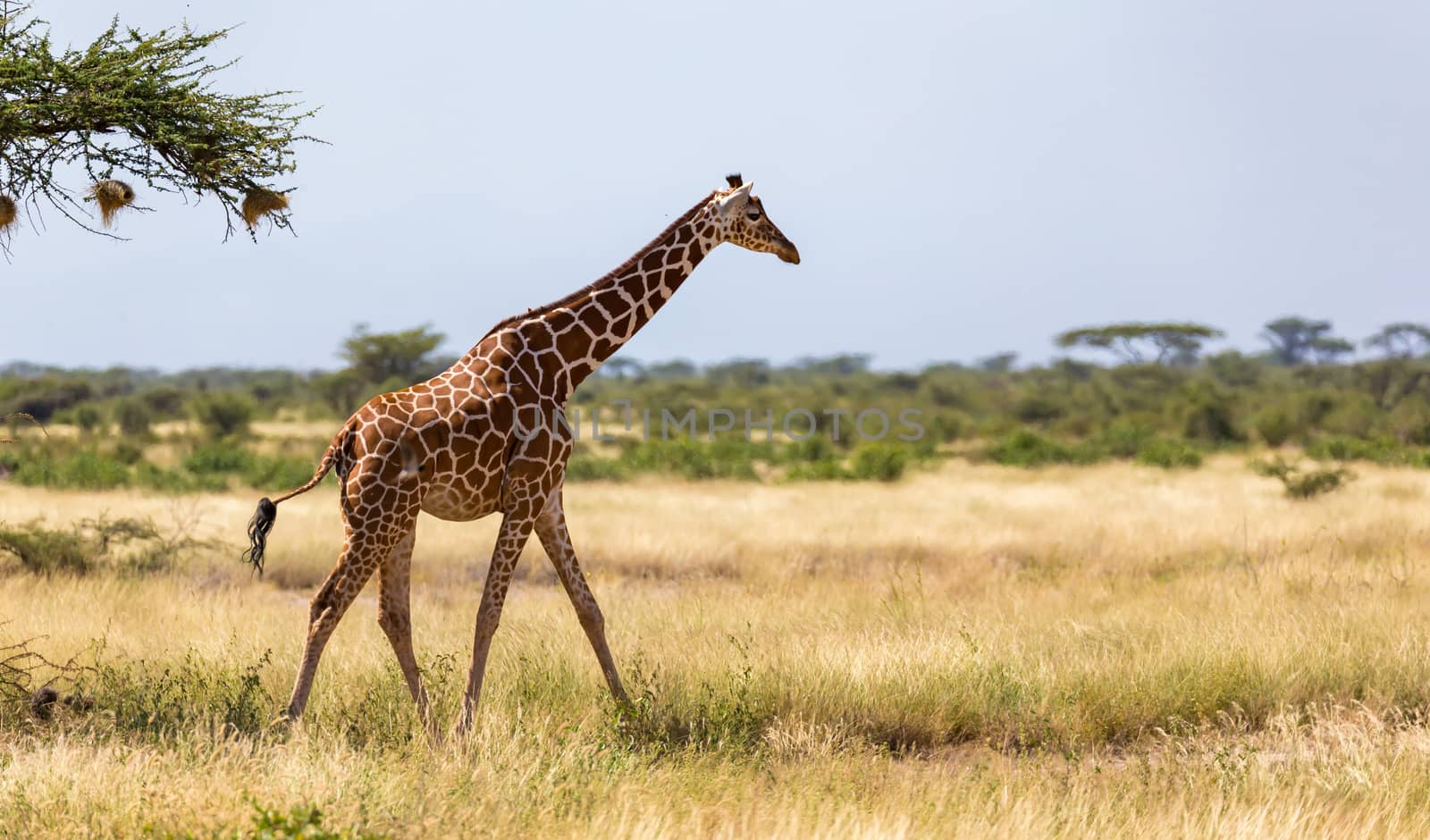 One giraffe walk through the savannah between the plants