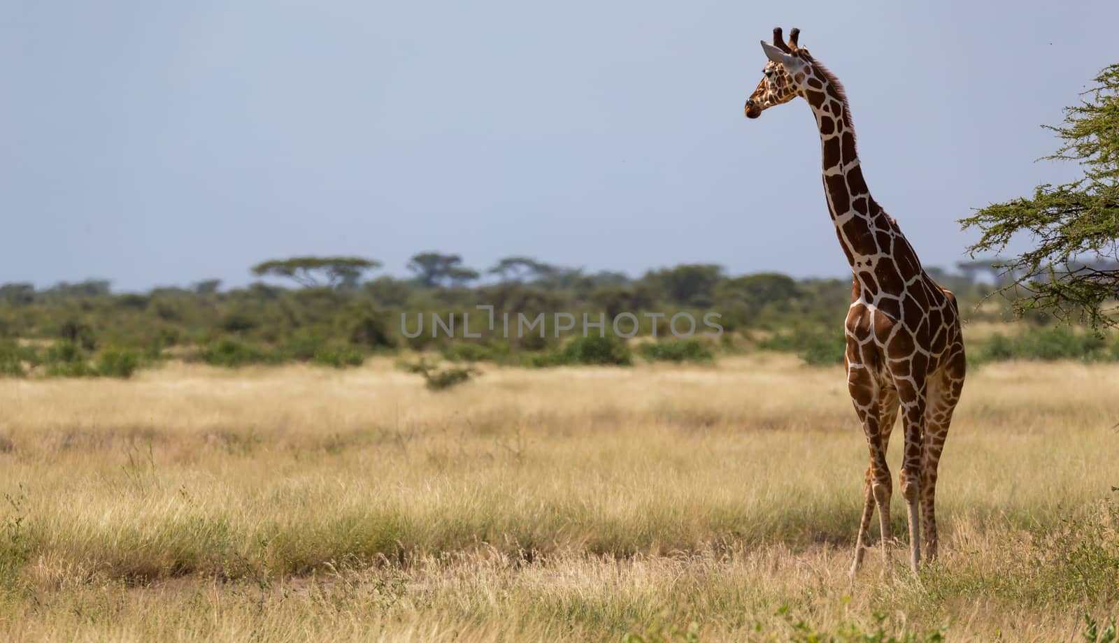 Giraffes in the savannah with many trees and bushes in the background