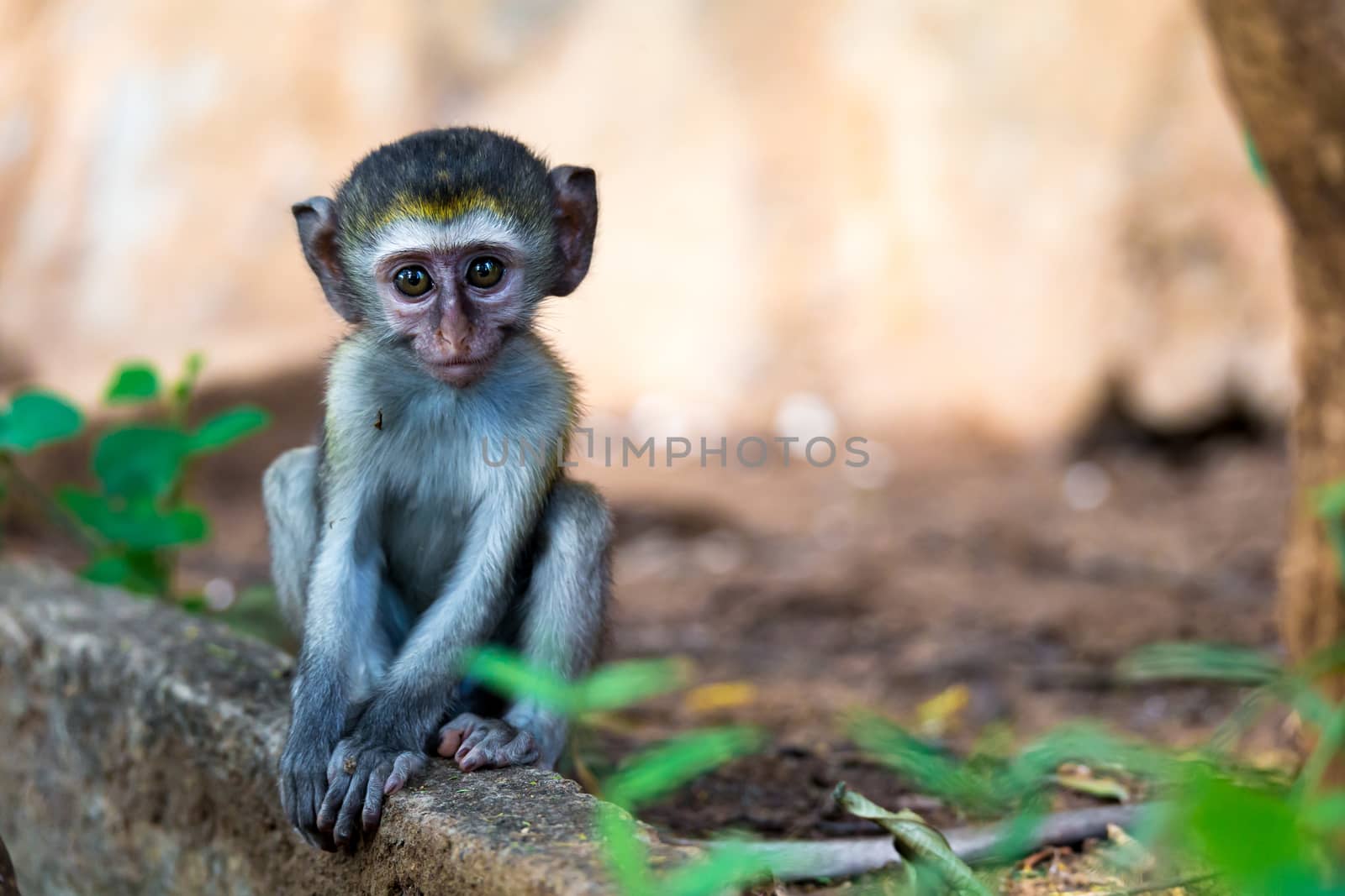 One little funny monkey is playing on the floor or on the tree