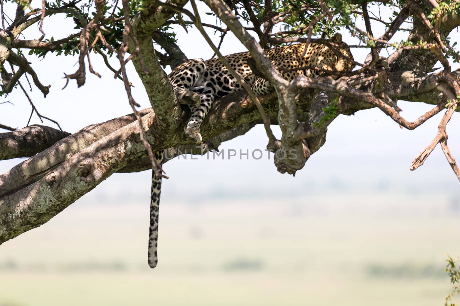 One leopard has settled comfortably between the branches of a tree to rest