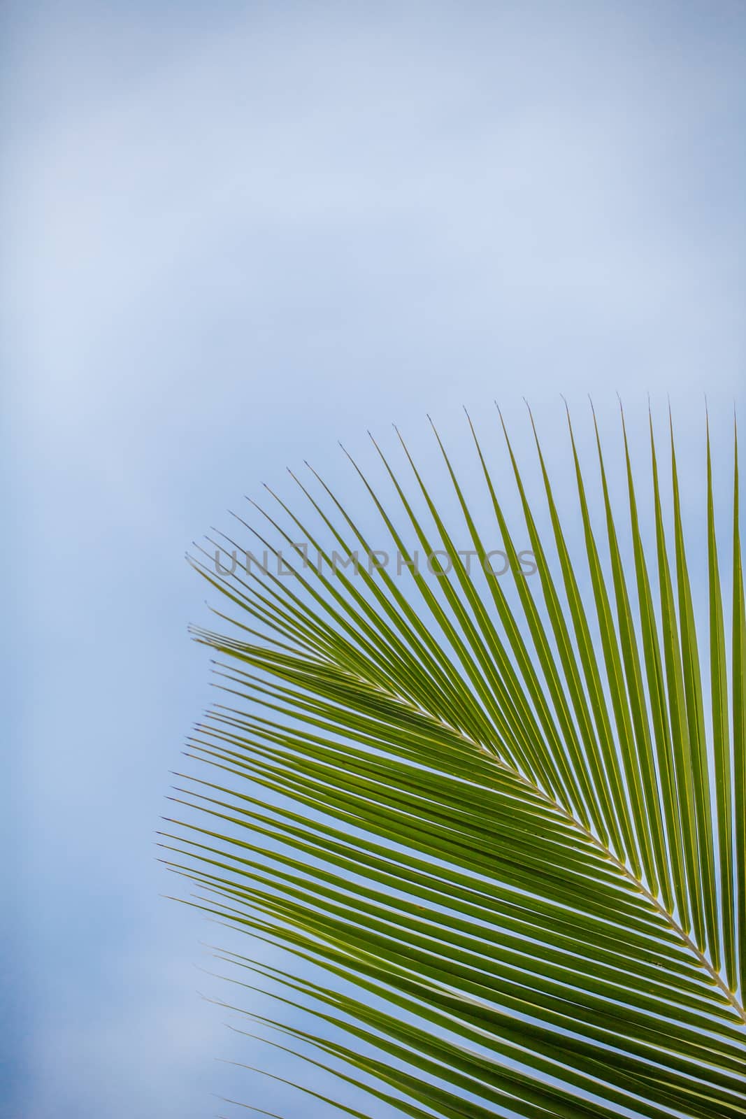 A palm leave in front of a blue sky by 25ehaag6