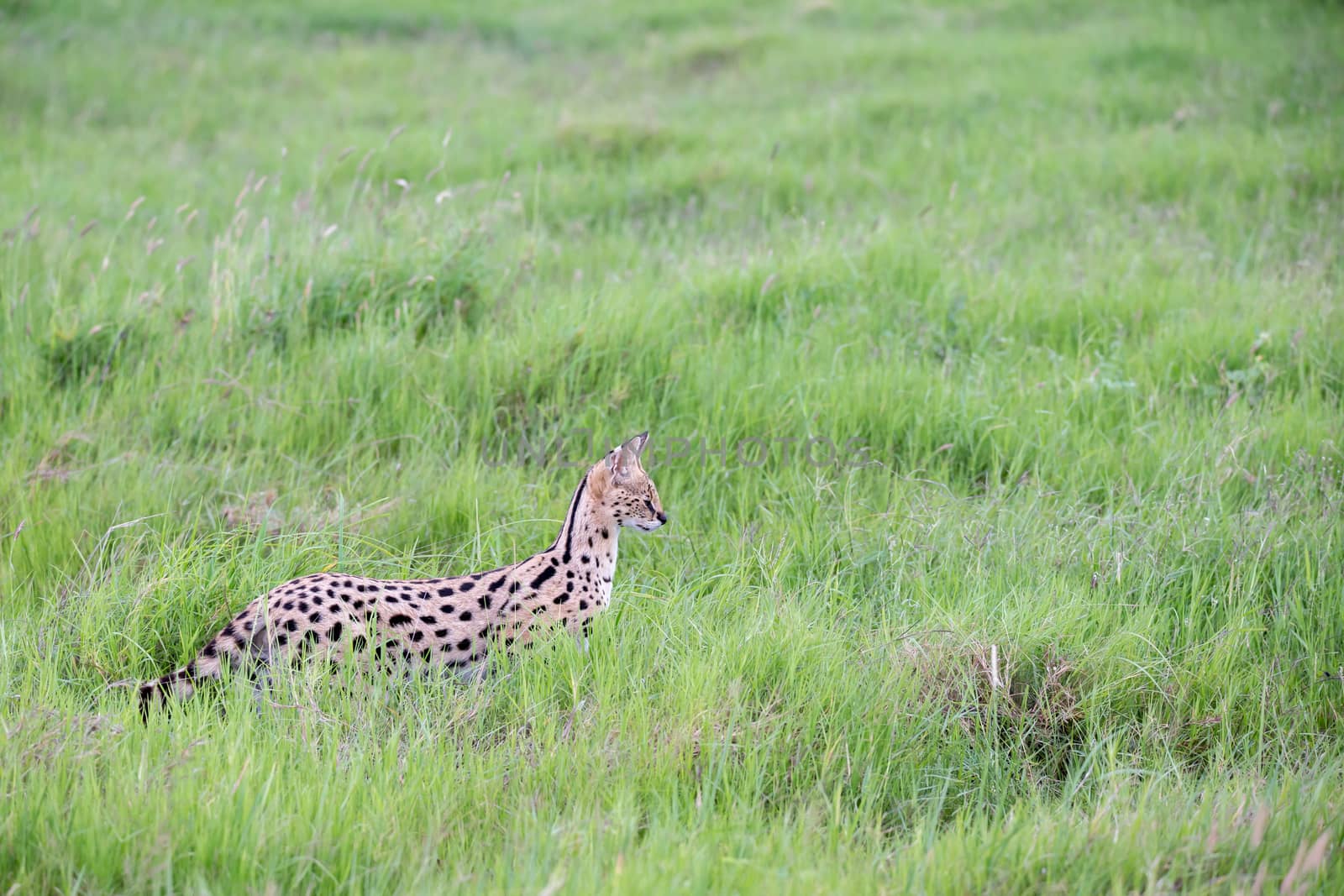 A serval cat in the grassland of the savannah in Kenya