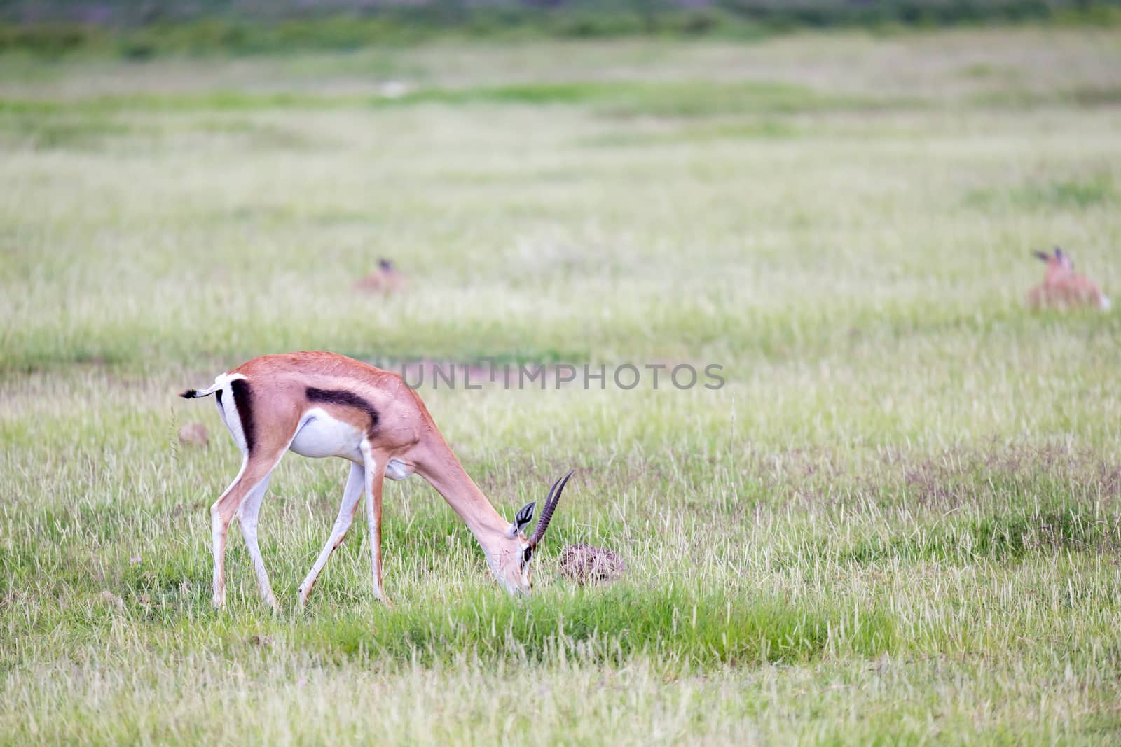 A gazelle grazes in the grassland of the savannah