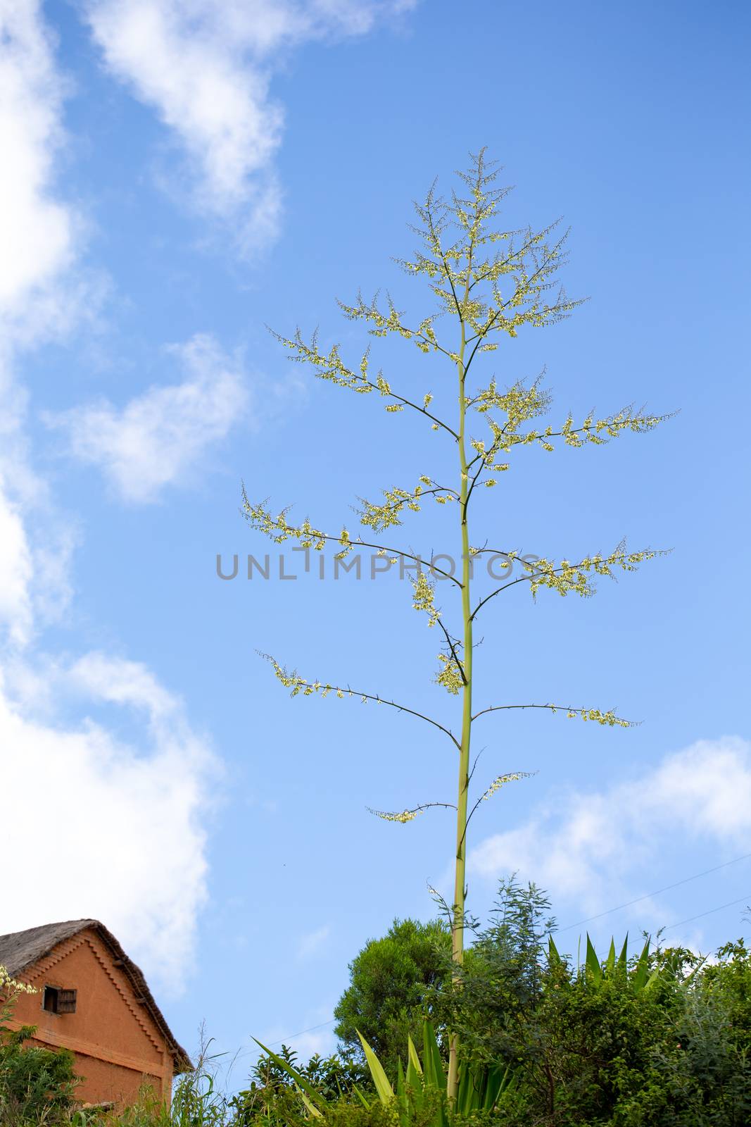 Branches of a very tall tree with a beautiful blue sky in the background