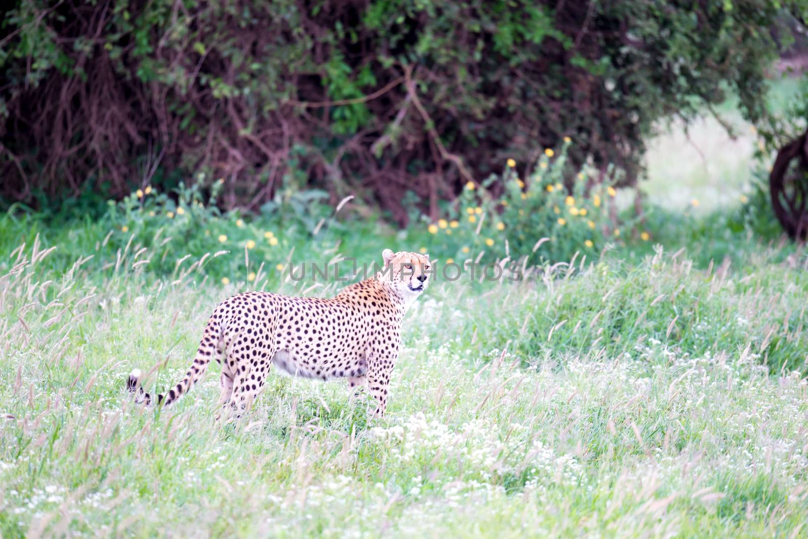A cheetah in the grassland in the savannah of Kenya