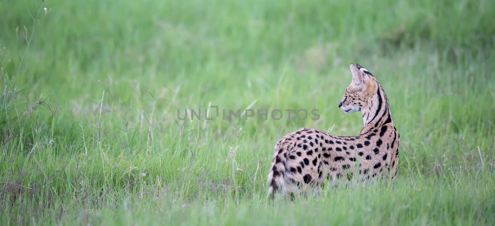 A serval cat in the grassland of the savannah in Kenya