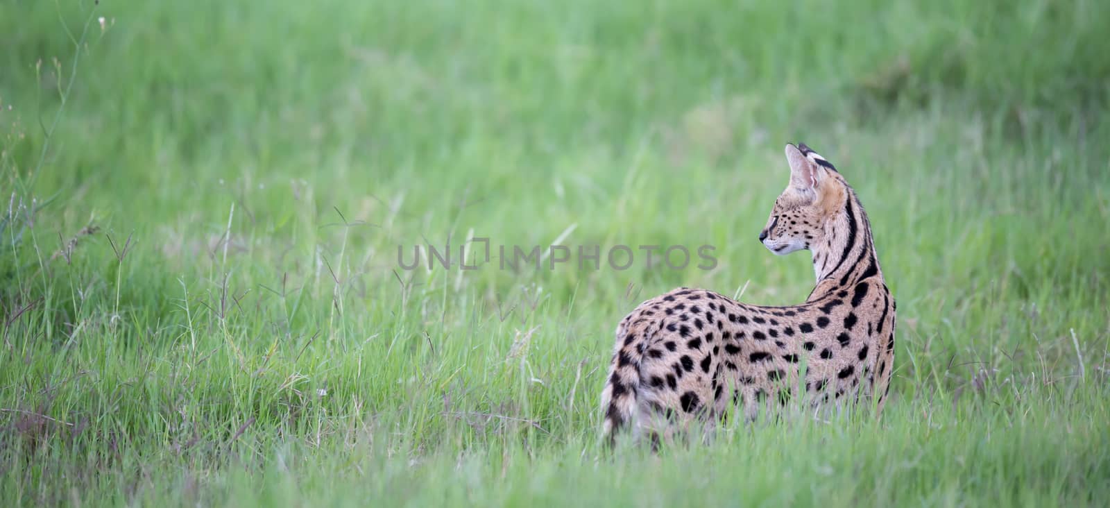 Serval cat in the grassland of the savannah in Kenya by 25ehaag6