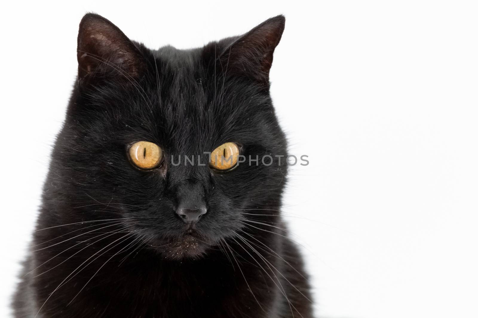 Beautiful black cat poses on a white background
